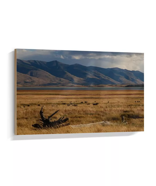 Silêncio Dourado – Patagônia