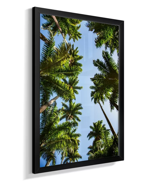 Palmeiras Imperiais - 2 - Cor