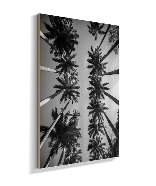 Palmeiras Imperiais - 1 - PB