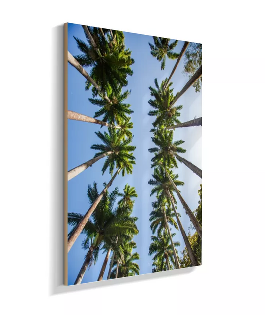 Palmeiras Imperiais - 1 - Cor