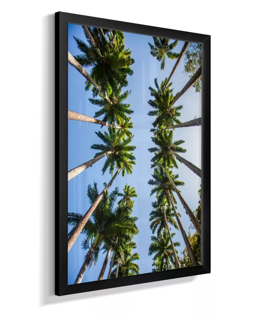 Palmeiras Imperiais - 1 - Cor