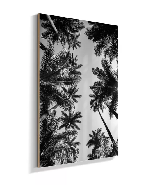 Palmeiras Imperiais - 2 - PB