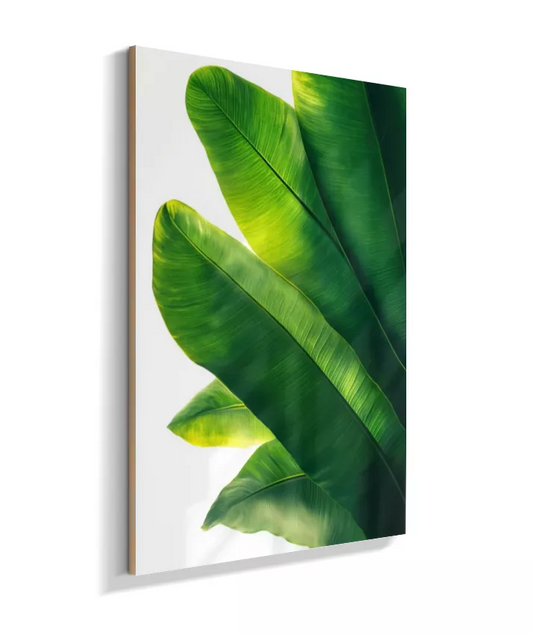 Quadro Bananeira Elegante Variada - Natureza Exuberante