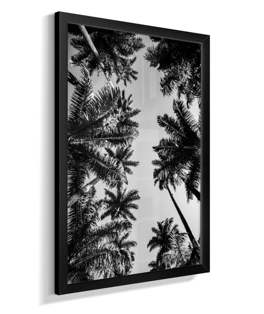 Palmeiras Imperiais - 2 - PB