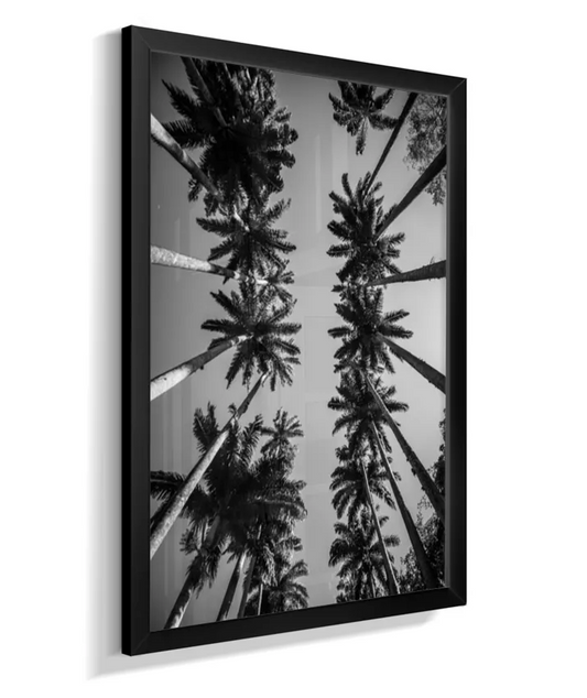 Palmeiras Imperiais - 1 - PB